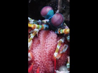 mantis shrimp with egg by undersea gameqmi/biology